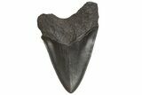 Fossil Megalodon Tooth - South Carolina #214742-2